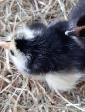 Des poussins à l’école!