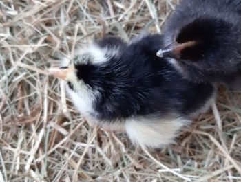 Des poussins à l’école!